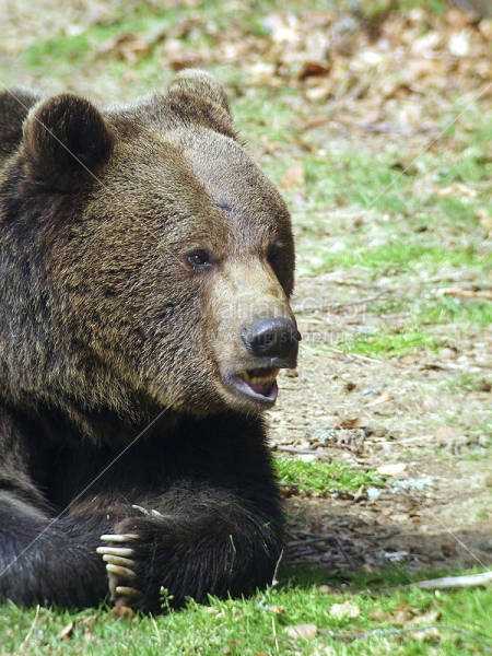 Klikni za ogled večje slike