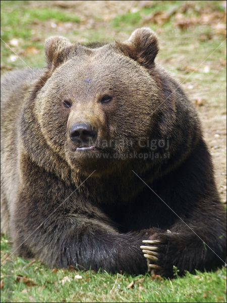 Klikni za ogled večje slike