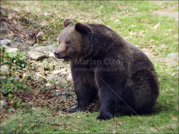 Klikni za ogled večje slike