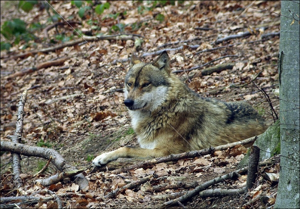 Klikni za ogled večje slike