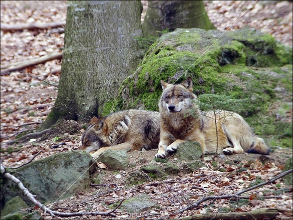 Klikni za ogled večje slike