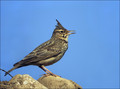 Copasti__skrjanec_Crested_lark_01.jpg