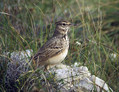 Copasti__skrjanec_Crested_lark_02.jpg