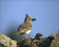 Copasti__skrjanec_Crested_lark_03.jpg