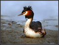Copasti_ponirek_Great_crested_grebe_01.jpg