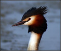 Copasti_ponirek_Great_crested_grebe_02.jpg