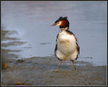 Copasti_ponirek_Great_crested_grebe_03.jpg