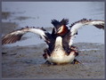 Copasti_ponirek_Great_crested_grebe_04.jpg