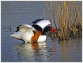Duplinska_kozarka_Shelduck_02.jpg