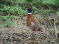 Fazan_Pheasant_01.jpg