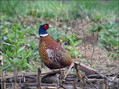 Fazan_Pheasant_02.jpg
