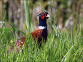 Fazan_Pheasant_03.jpg