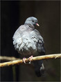 Golob_duplar_Stock_dove_01.jpg