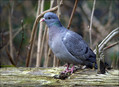 Golob_duplar_Stock_dove_02.jpg
