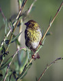 Grilcek_Serin_01.jpg