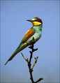 cebelar_Bee_eater_01.jpg