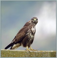 Kanja_Common_buzzard_01.jpg