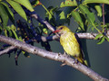 Kobilar_Golden_oriole_01.jpg