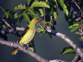 Kobilar_Golden_oriole_02.jpg