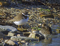 Komatni_dezevnik_Ringed_plover_01.jpg
