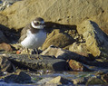 Komatni_dezevnik_Ringed_plover_02.jpg