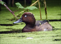 Kostanjevka_Ferruginous_Duck_01.jpg
