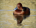 Kostanjevka_Ferruginous_Duck_02.jpg