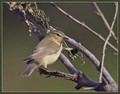 Kovacek_Willov_warbler_01.jpg