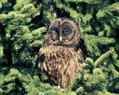 Kozaca_Ural_owl_01.jpg