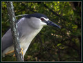 Kvakac_Night_heron_01.jpg