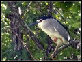 Kvakac_Night_heron_02.jpg