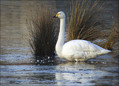 Labod_pevec_Whooper_swan_01.jpg