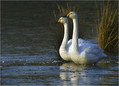 Labod_pevec_Whooper_swan_02.jpg