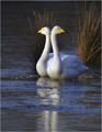 Labod_pevec_Whooper_swan_04.jpg