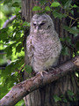 Lesna_sova_Tawny_owl_01.jpg