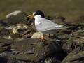 Mala_cigra_Little_tern_01.jpg