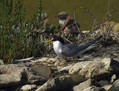 Mala_cigra_Little_tern_02.jpg