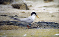 Mala_cigra_Little_tern_03.jpg