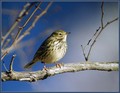 Mala_cipa_Meadow_pipit_01.jpg