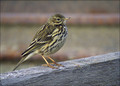 Mala_cipa_Meadow_pipit_02.jpg