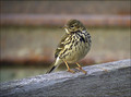 Mala_cipa_Meadow_pipit_03.jpg