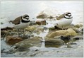 Mali-dezevnik_Little_ringed_plover_01.jpg