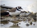 Mali-dezevnik_Little_ringed_plover_02.jpg