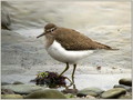 Mali_martinec_Common_sandpiper_01.jpg