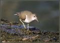 Mali_martinec_Common_sandpiper_03.jpg