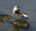 Mali_prodnik_Little_stint_01.jpg