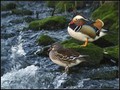 Mandarinka_Mandarin_07.jpg