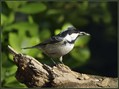 Meniscek_Coal_tit_01.jpg