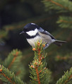 Meniscek_Coal_tit_02.jpg