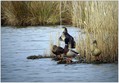 Mlakarica_Mallard_01.jpg